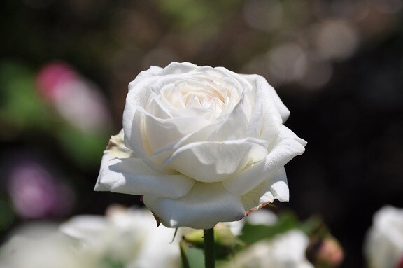 Bedeutung Lassen Sie Zum Valentinstag Die Blumen Sprechen Mdr De