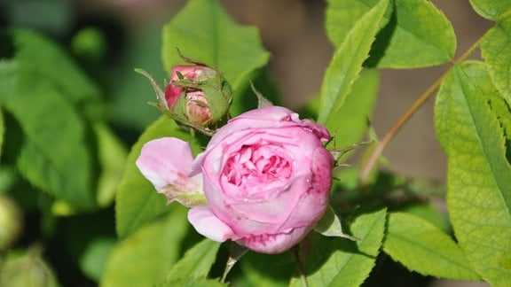 Nahaufnahme einer aufgehenden Rosenblüte in Rosa. Dahinter eine geschlossene Knospe. Drumherum sind grüne Blätter zu sehen.  