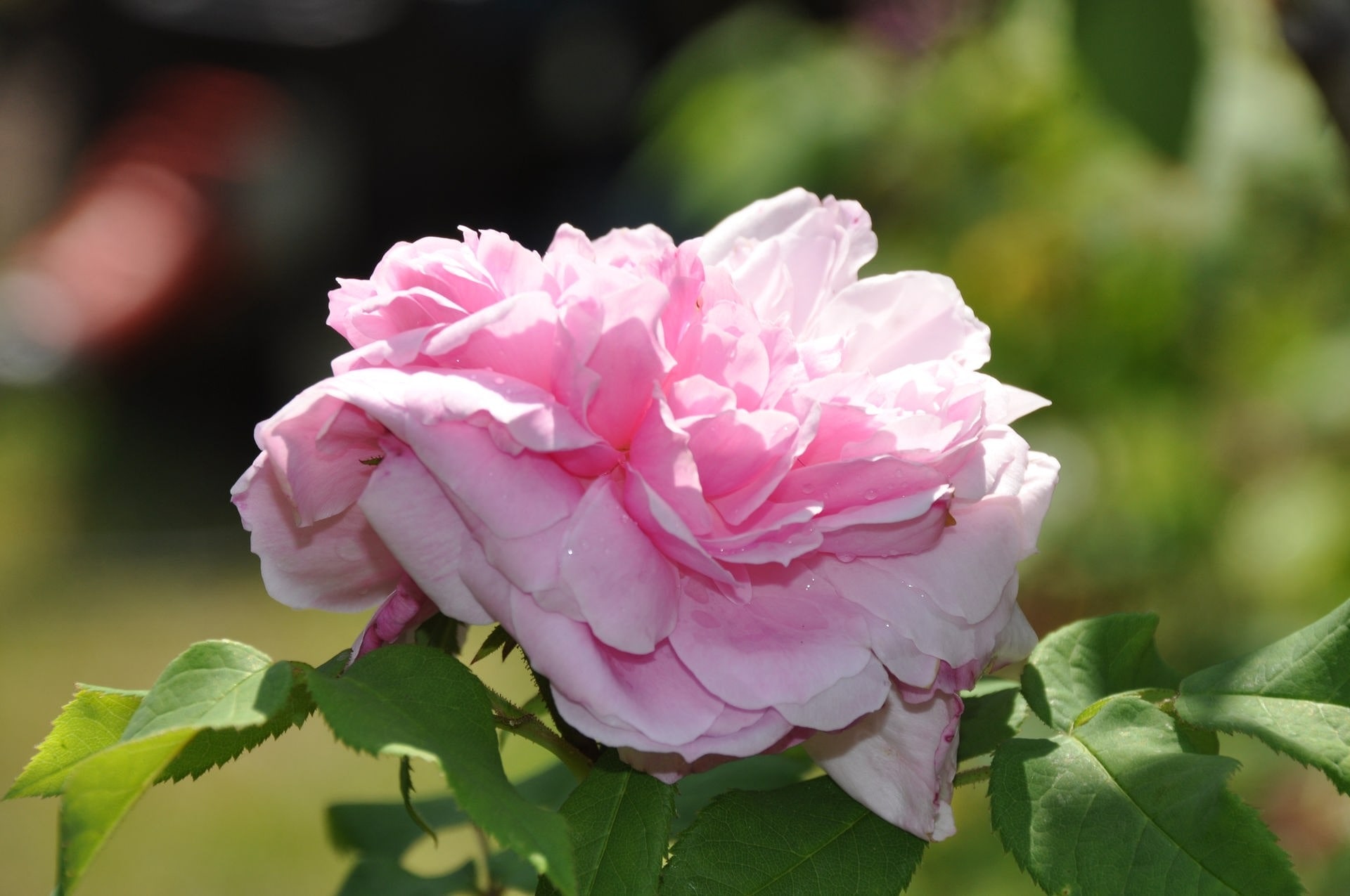 Alte Rosen eine Auswahl MDR.DE