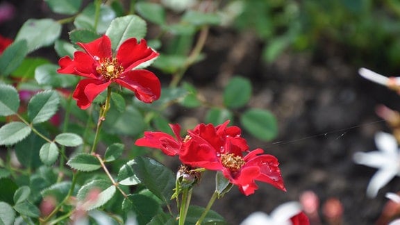 Nahaufnahme von drei knallig roten Blüten. Auf ihnen sind Wassertropfen zu erkennen. Im Hintergrund ist eine Spinnwebe zwischen Blättern gespannt.  