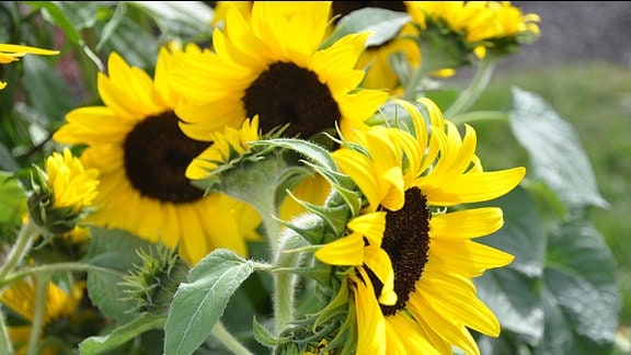 einjährige Sonnenblumen