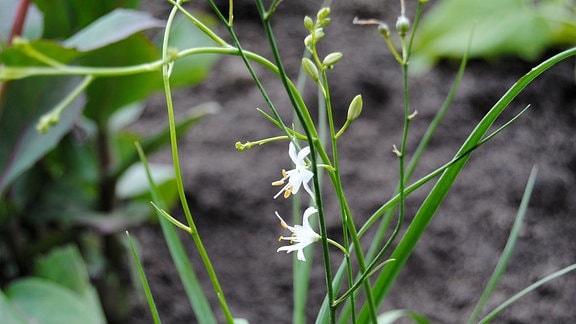 Eine zarte Pflanze mit kleinen, weißen Blüten