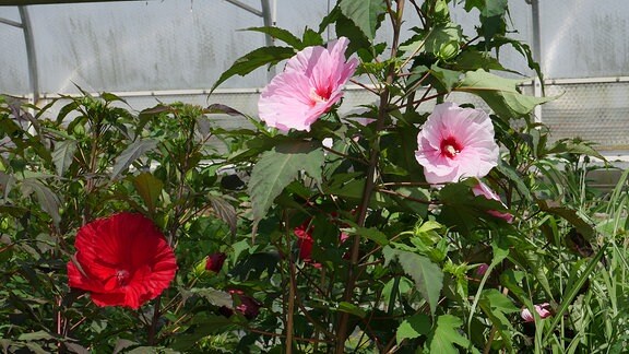 Drei großen Blüten in rosa und rot an großen hohen grünen Pflanzen.