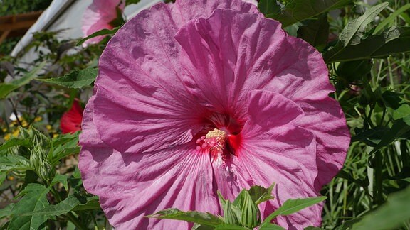 Xxl hibiskus - Bewundern Sie dem Favoriten der Redaktion