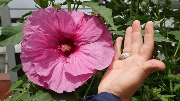 Eine große Hand neben einer großen rosa Blüte vor grünem Laub.