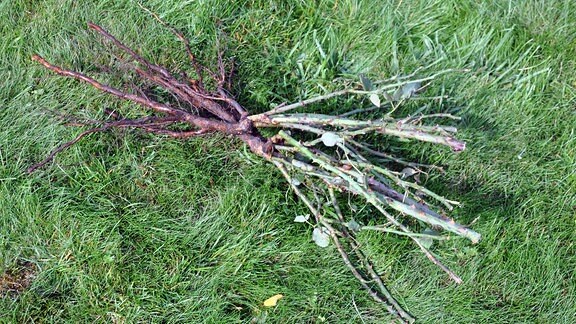 Abgeschnittene Rosenstiele mit Wurzeln liegen auf einer Wiese.
