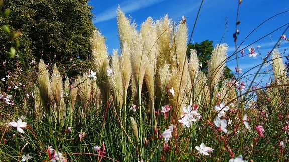 Pampas-Gras und blühende Prachtkerze 