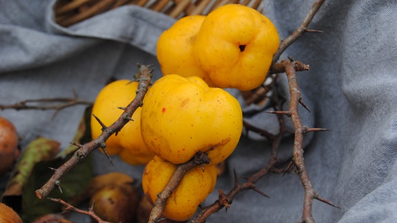 Gelbe Früchte der Wildobst-Art Zierquitte an Zweig in Korb