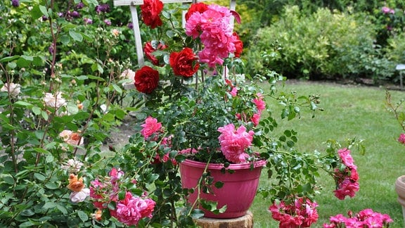 Aus einem pinken Topf rakt eine Rose mit rosa Blüten. Im Hintergrund sind rote und roséfarbene Rosenblüten zu erkennen.
