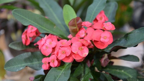 Pinke Blüten des Christusdorn (Euphorbia-milii). 
