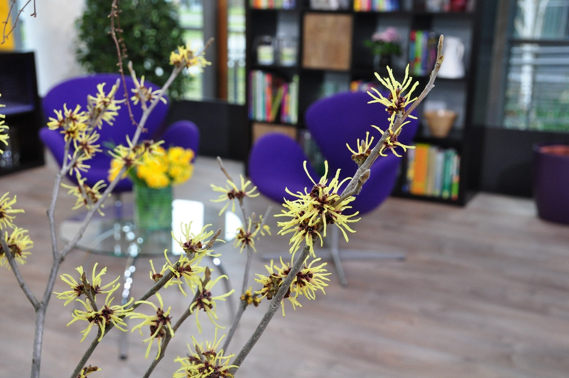Winterblüten Welche Blumen und Sträucher blühen im Winter? MDR.DE