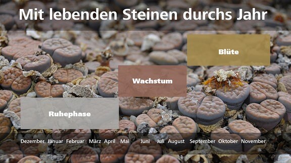 MDR Garten am 19.02.2017: Lebende Steine, Lithops - Wachstum, Blüte, Ruhezeit