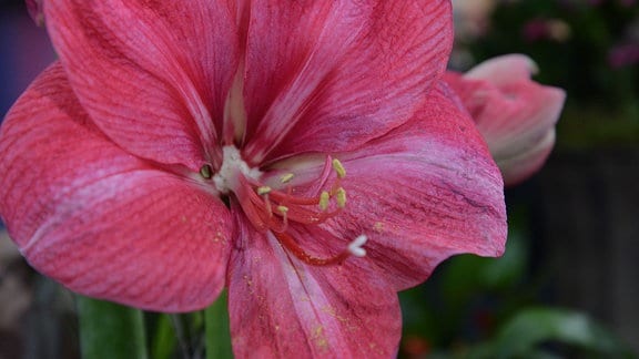 Nahaufnahme einer rosaroten Amaryllis-Blüte