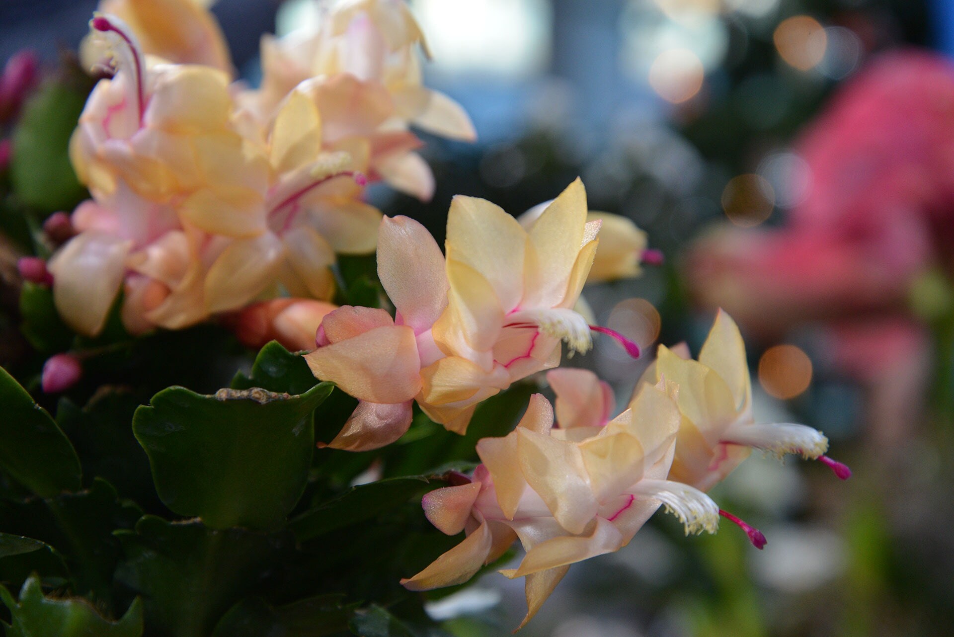 Alpenveilchen Pflege Nach Der Blüte