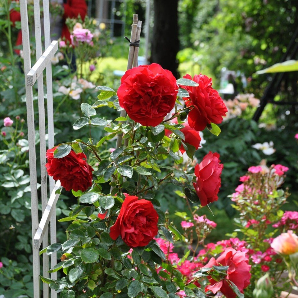 20er Bund Pflanzen Kölle Rosen rot 