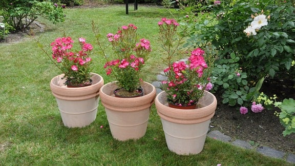 Mini blumen im topf - Die TOP Favoriten unter der Menge an verglichenenMini blumen im topf