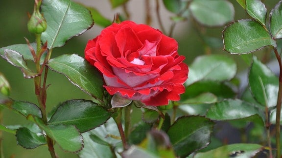 Eine leuchtend rote Blüte einer Rose in Nahaufnahme.