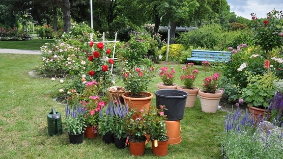Auf einer Wiese stehen viele Kübel mit Rosen und Begleitpflanzen.