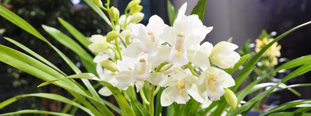 Orchideenpflege - Die fünf größten Irrtümer | MDR.DE Orchideenpflege - Die fünf größten Irrtümer | MDR.DE