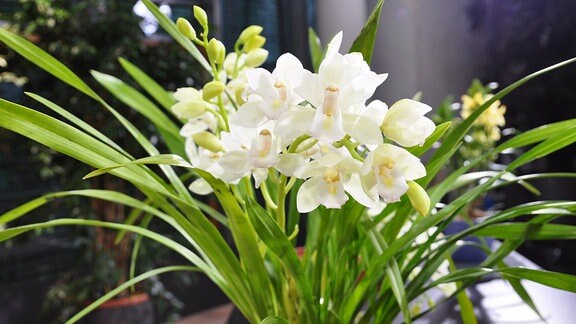 eine Orchidee mit vielen weißen Blüten