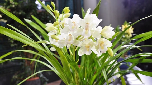 Orchideenpflege Die Funf Grossten Irrtumer Mdr De