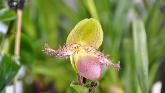 Gelb-altrosafarbene Blüte einer Orchidee