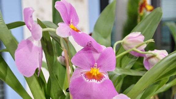 rosa Farbene Blüte einer Orchidee, die an ein Stiefmütterchen erinnert