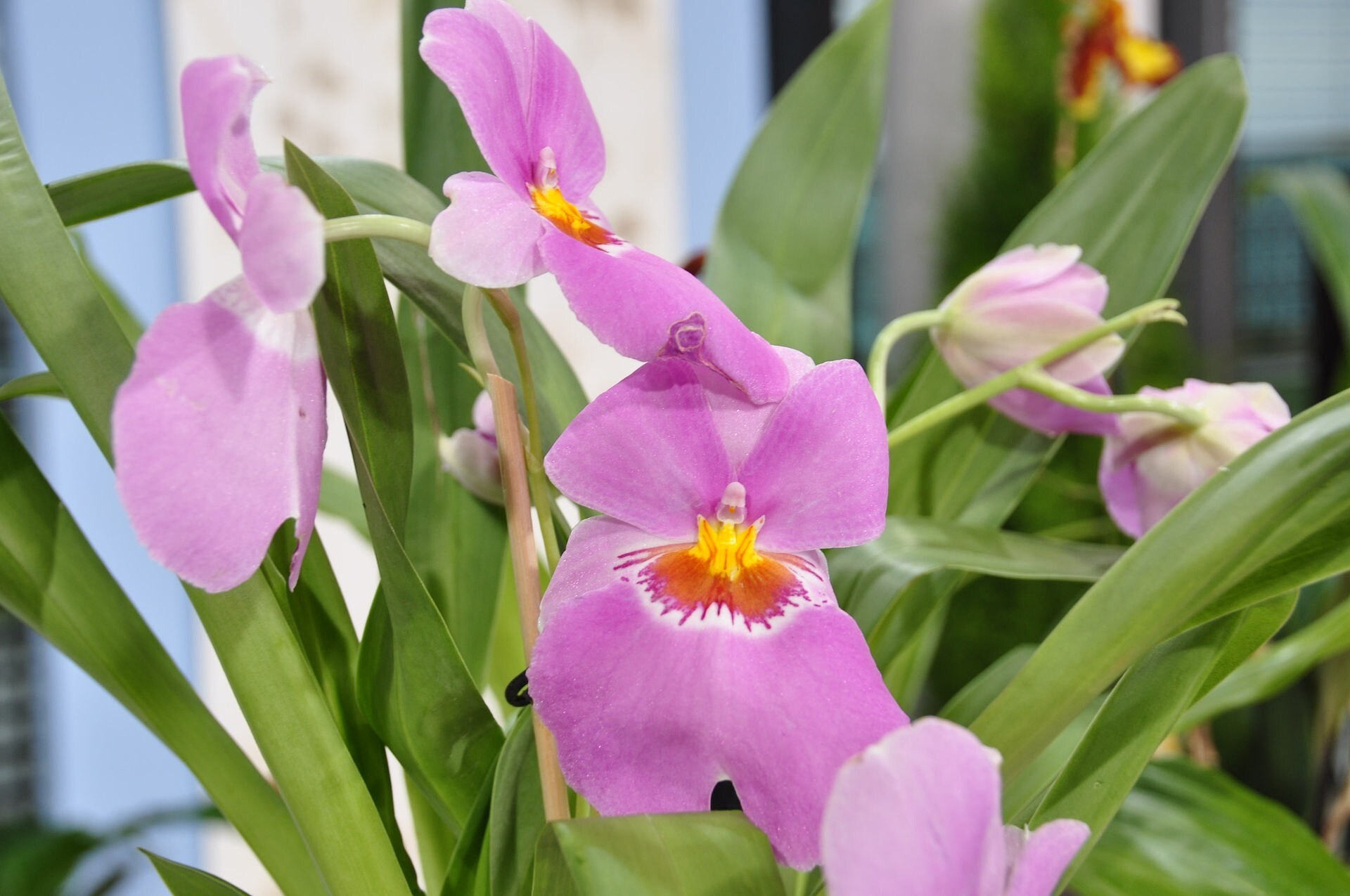 Orchideen und ihre Wohlfühltemperatur Zimmerpflanzen richtig pflegen