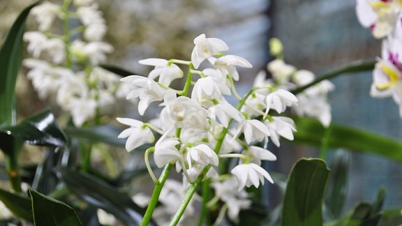 eine Orchidee trägt viele kleine, weiße Blüten