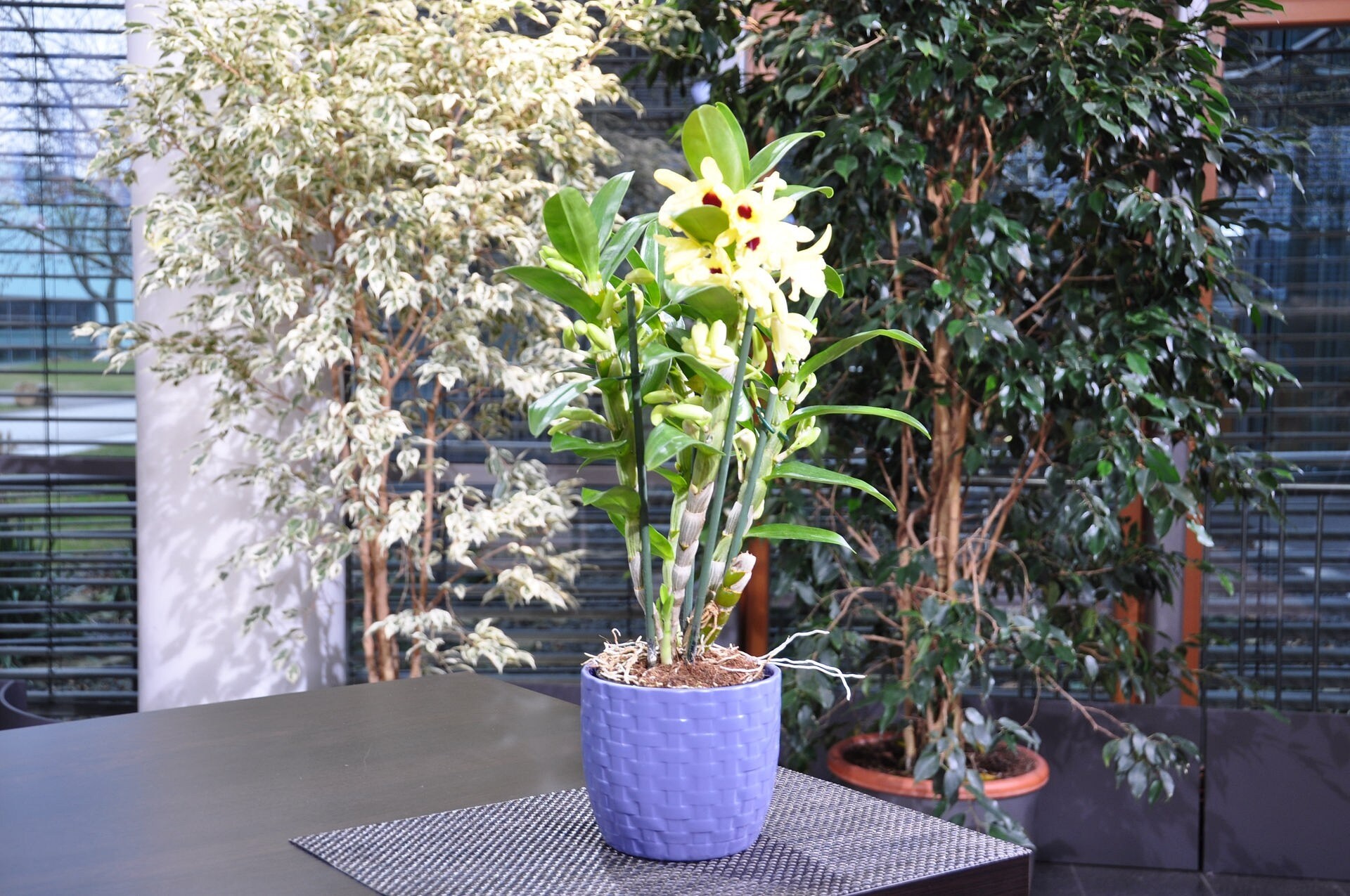 Orchideen und ihre Wohlfühltemperatur Zimmerpflanzen richtig pflegen