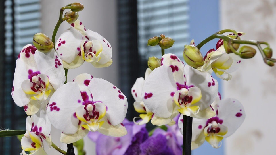 Orchideen und ihre Wohlfühltemperatur Zimmerpflanzen richtig pflegen