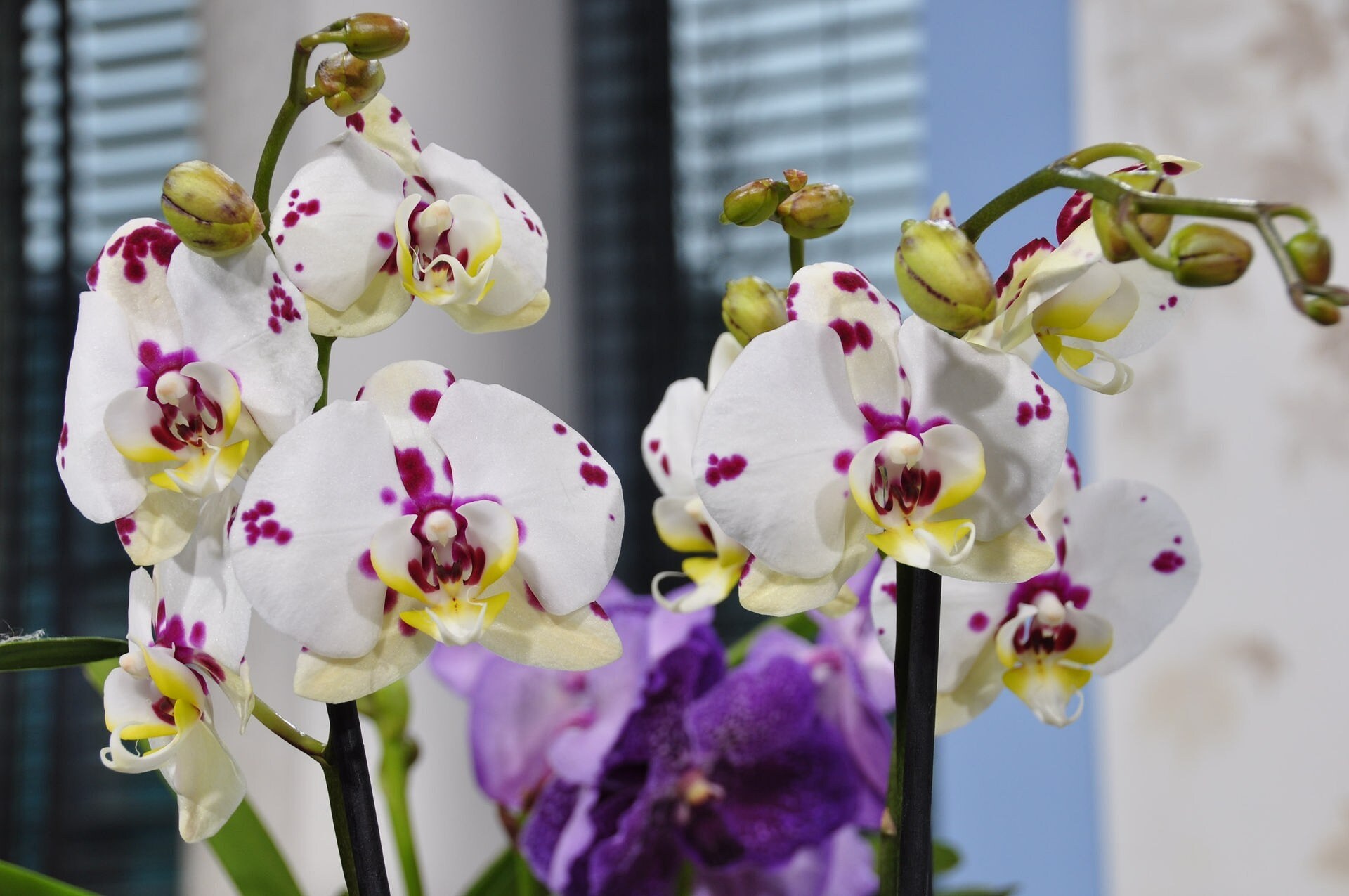 Orchideen und ihre Wohlfühltemperatur Zimmerpflanzen richtig pflegen