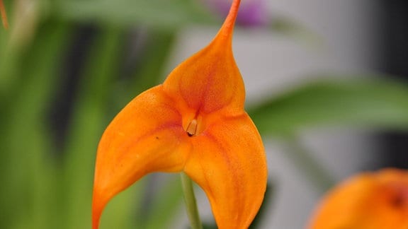 Nahaufnahme einer leuchtend-orangenfarbenen Orchideenblüte
