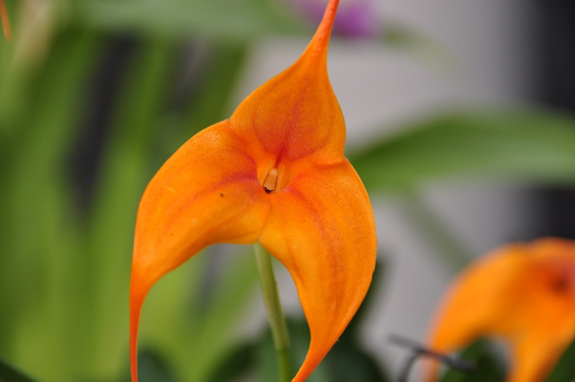 Orchideen und ihre Wohlfühltemperatur Zimmerpflanzen richtig pflegen