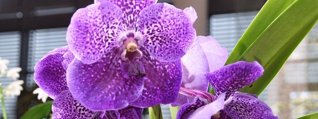 Orchideenpflege - Die fünf größten Irrtümer | MDR.DE Orchideenpflege - Die fünf größten Irrtümer | MDR.DE
