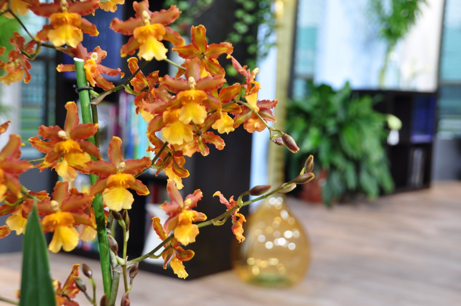 Orchideen und ihre Wohlfühltemperatur Zimmerpflanzen richtig pflegen