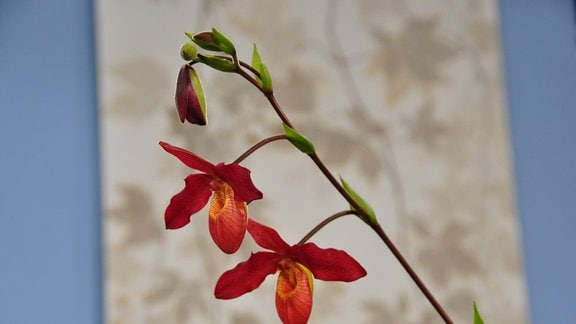 weinrote Blüten einer Orchidee in Nahaufnahme
