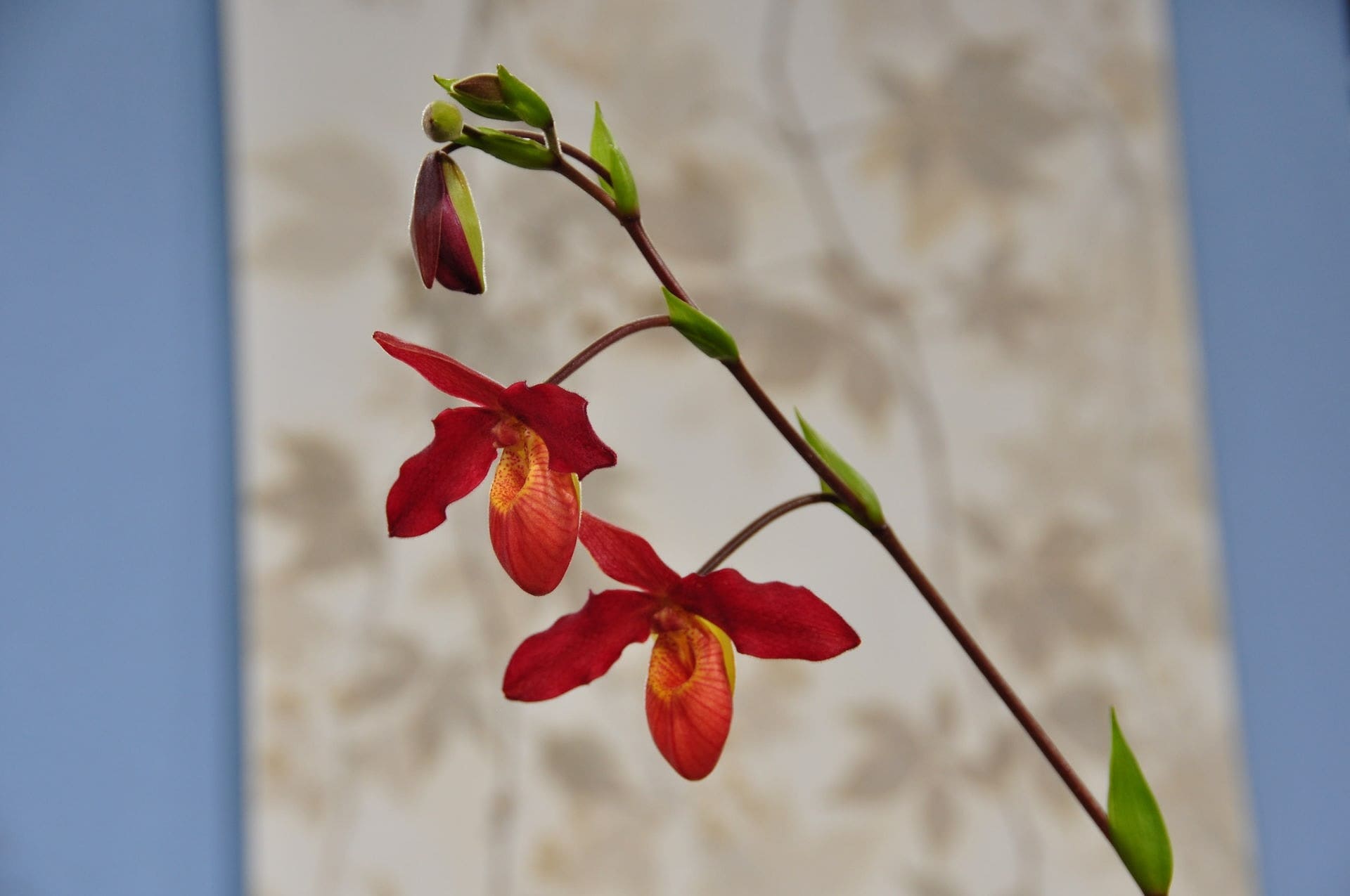 Orchideen und ihre Wohlfühltemperatur Zimmerpflanzen richtig pflegen