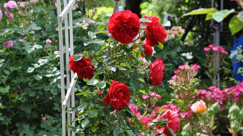 Rosen im Kübel Zehn Fragen und Antworten MDR.DE