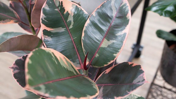 Gummibaum Ficus elastica Belize