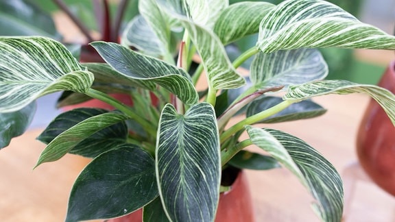 Philodendron white Wave oder white measure