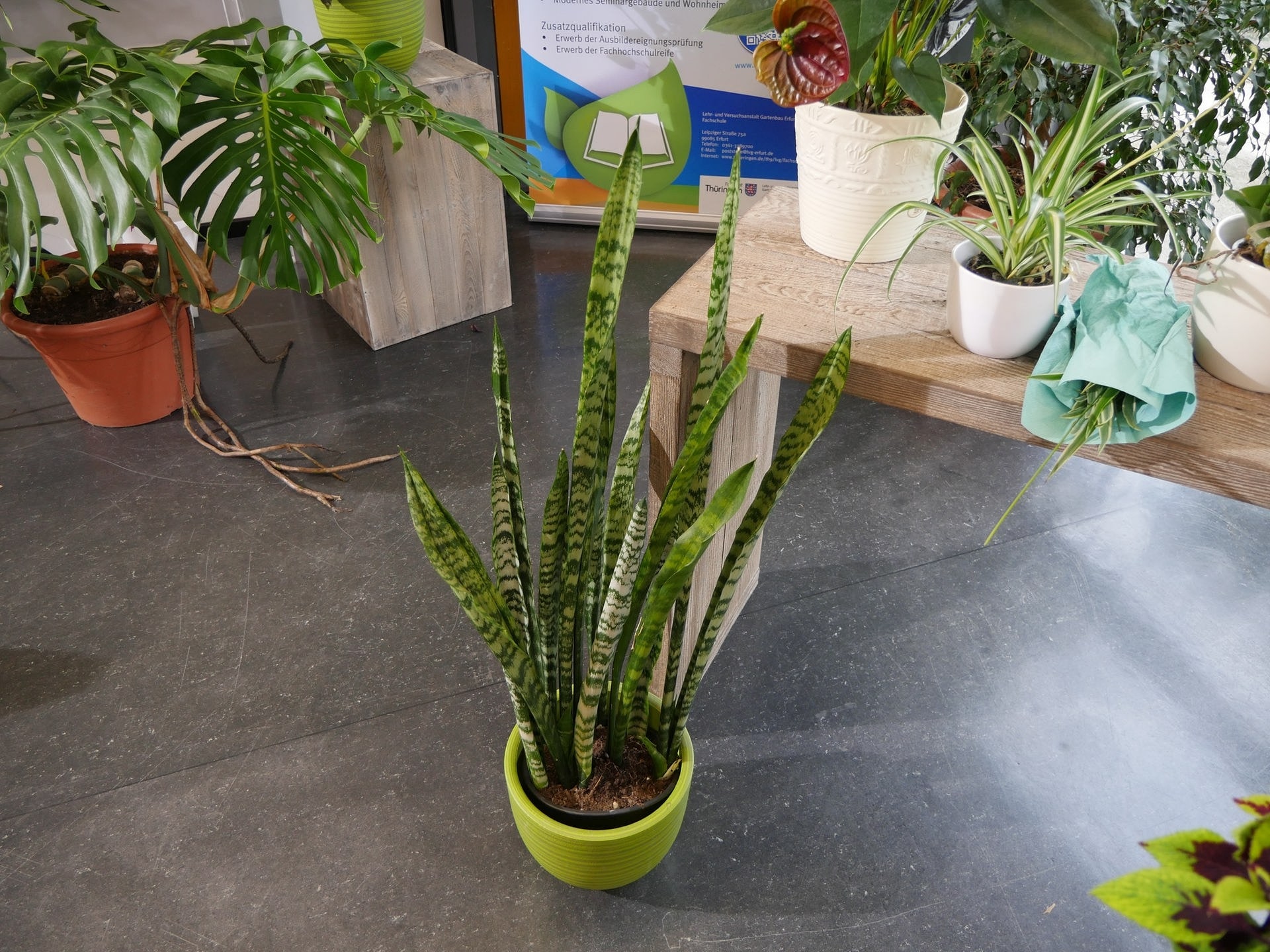 Diese Zimmerpflanzen verbessern die Luft | MDR.DE