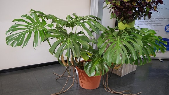 Auf dem Fußboden steht ein großer Kübel aus dem eine Pflanze mit gigantischen Blättern und Luftwurzeln wächst.