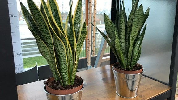 Zwei Bogenhanf-Pflanzen vor Fenster.