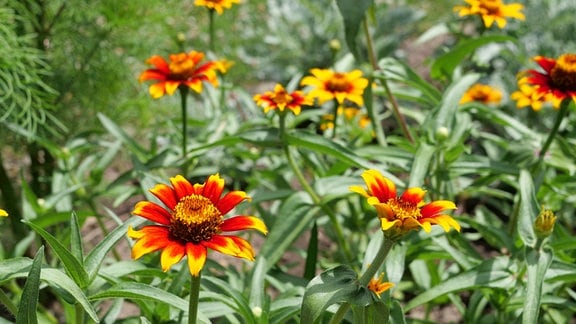 Haage Zinnien