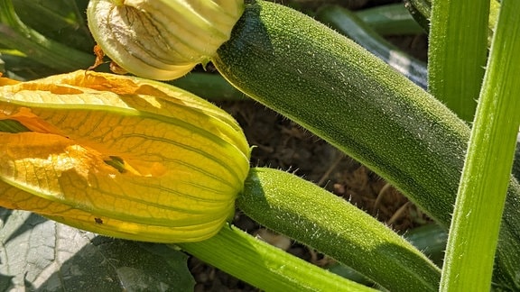 Zwei kleine Zucchini an einer Pflanze, eine hat vorne noch eine große, gelbe Blüte