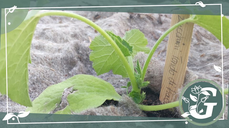ZucchiniAnbau mit Vlies aus Wolle als Schutz MDR.DE