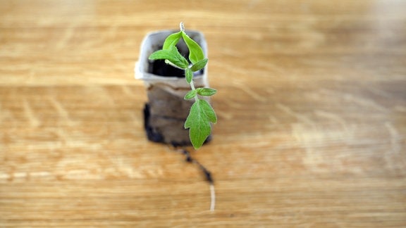 Aus einer Klopapier-Papprolle wächst eine kleine Tomatenpflanze heraus.