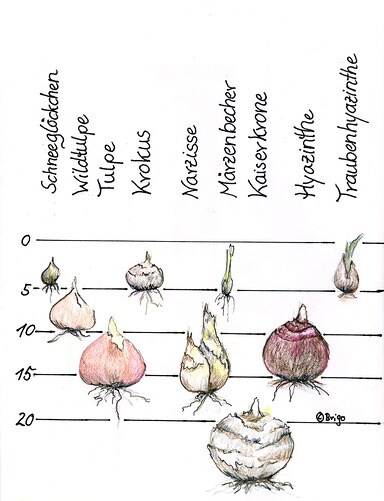 Pflanztiefen von Zwiebelblumen im Frühjahr