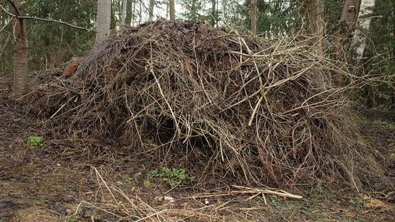 Illegal entsorgter Baumschnitt stapelt sich im Wald bei Ilmenau.